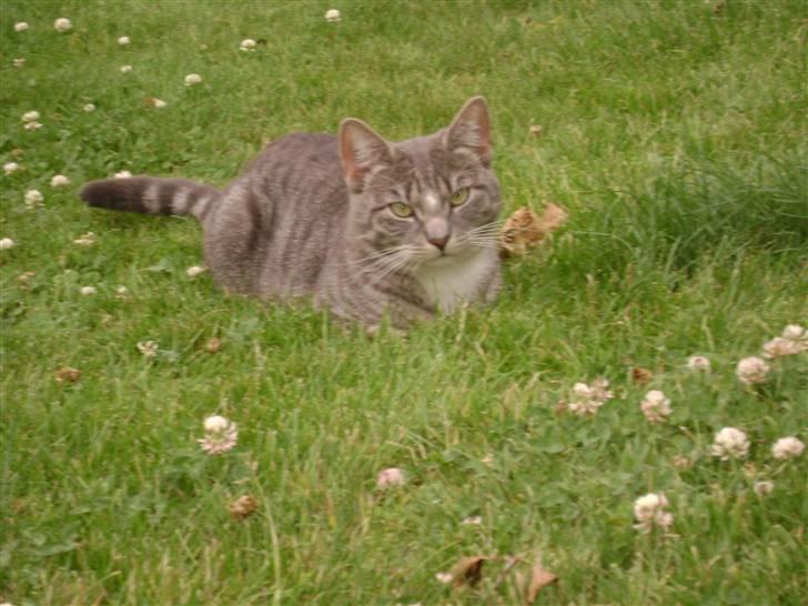 Blanding af racer Speedy Paw  billede 11