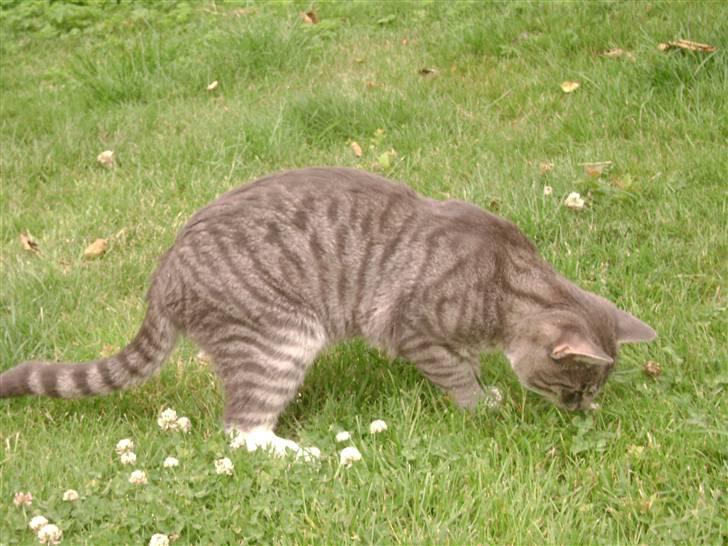 Blanding af racer Speedy Paw  billede 12