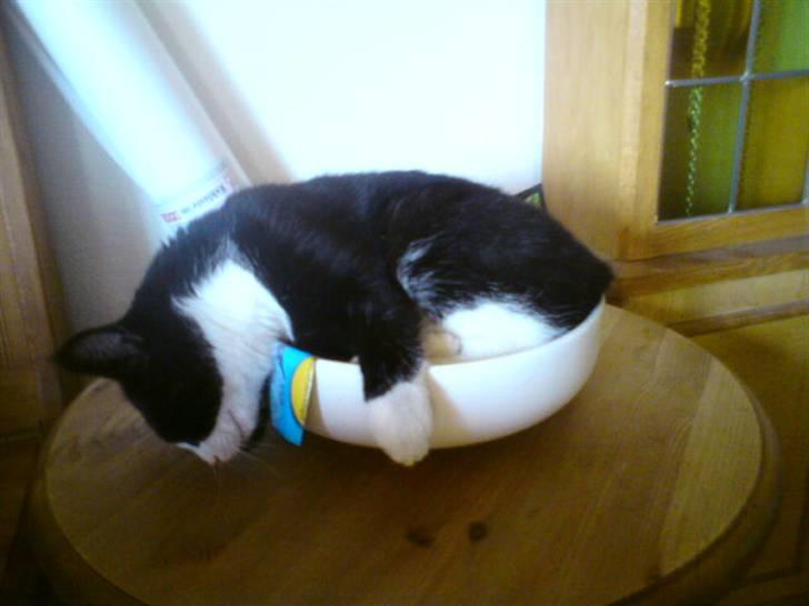 Huskat {bøf}2009 - - Sådan kan man også ligge og sove bøf <3 :P billede 15