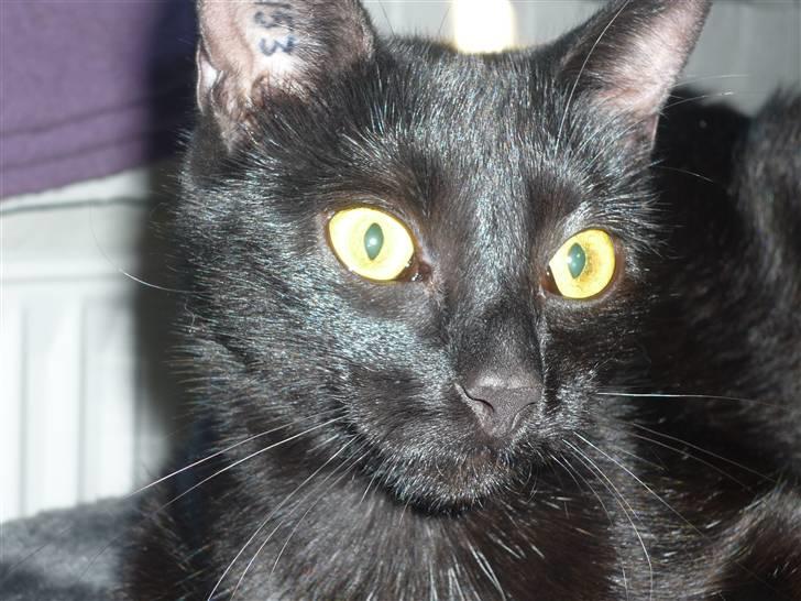 Huskat Luci billede 14