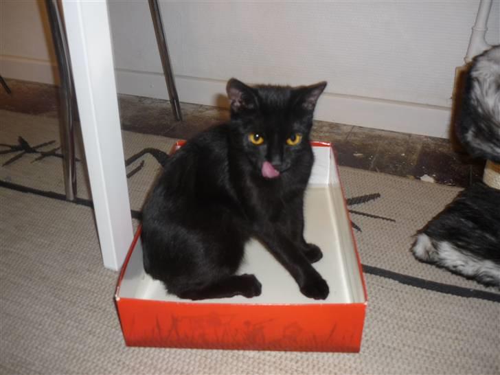 Huskat Luci billede 15