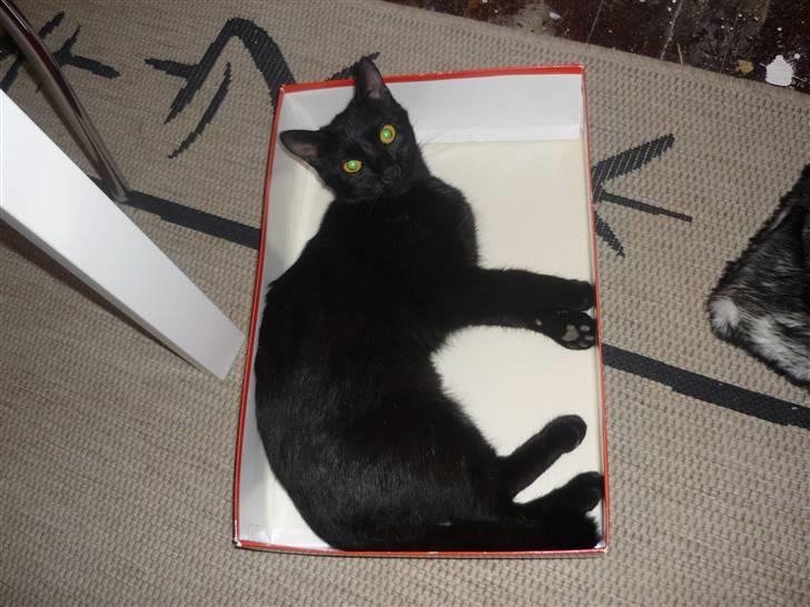 Huskat Luci billede 16