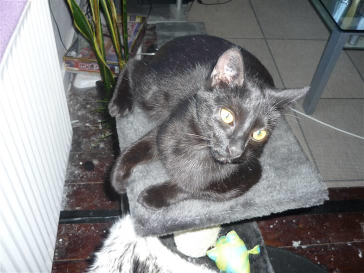 Huskat Luci billede 17