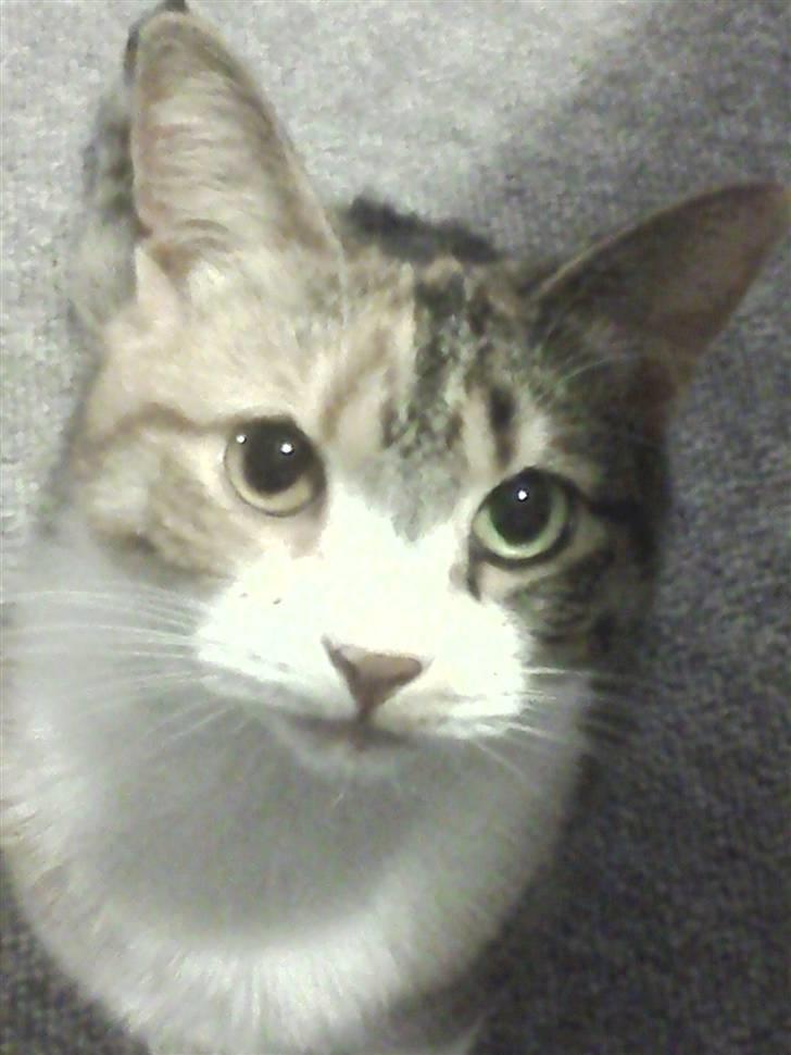 Huskat Bobby (hunkat) billede 2