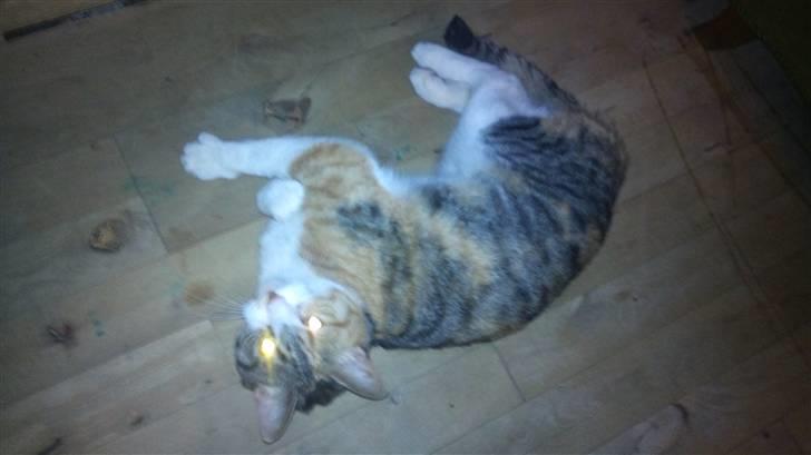 Huskat Bobby (hunkat) billede 3