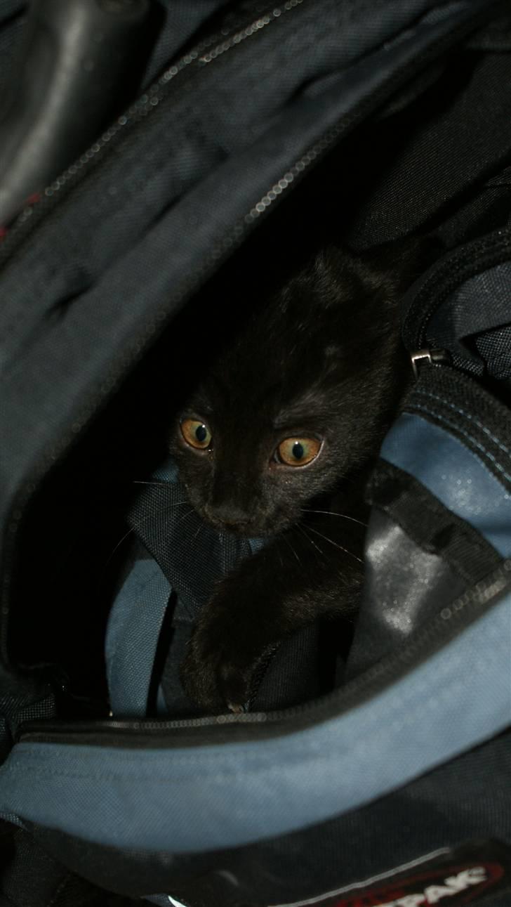 Blanding af racer Angle  - Må jeg ikke nok komme med dig i skole mor.. Se hvor sød jeg kan se ud.. :P billede 14