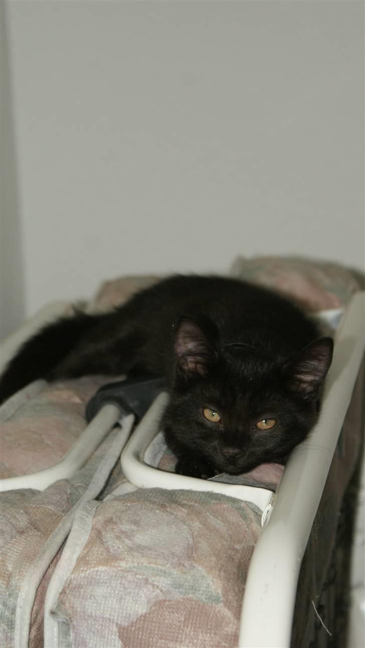 Blanding af racer Angle  - Her ligge man altså godt mor.. Så du får ikke lov til at tage den fra mig... :P "Men bedstemor skal ha den igen" ----> " OG nu ligger jeg på den mor og så tager du den ikke er det forstået.. " :P billede 16