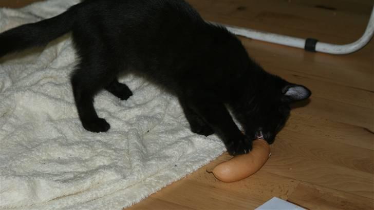 Blanding af racer Angle  - Det er nu en gi pølse.. ;) billede 17