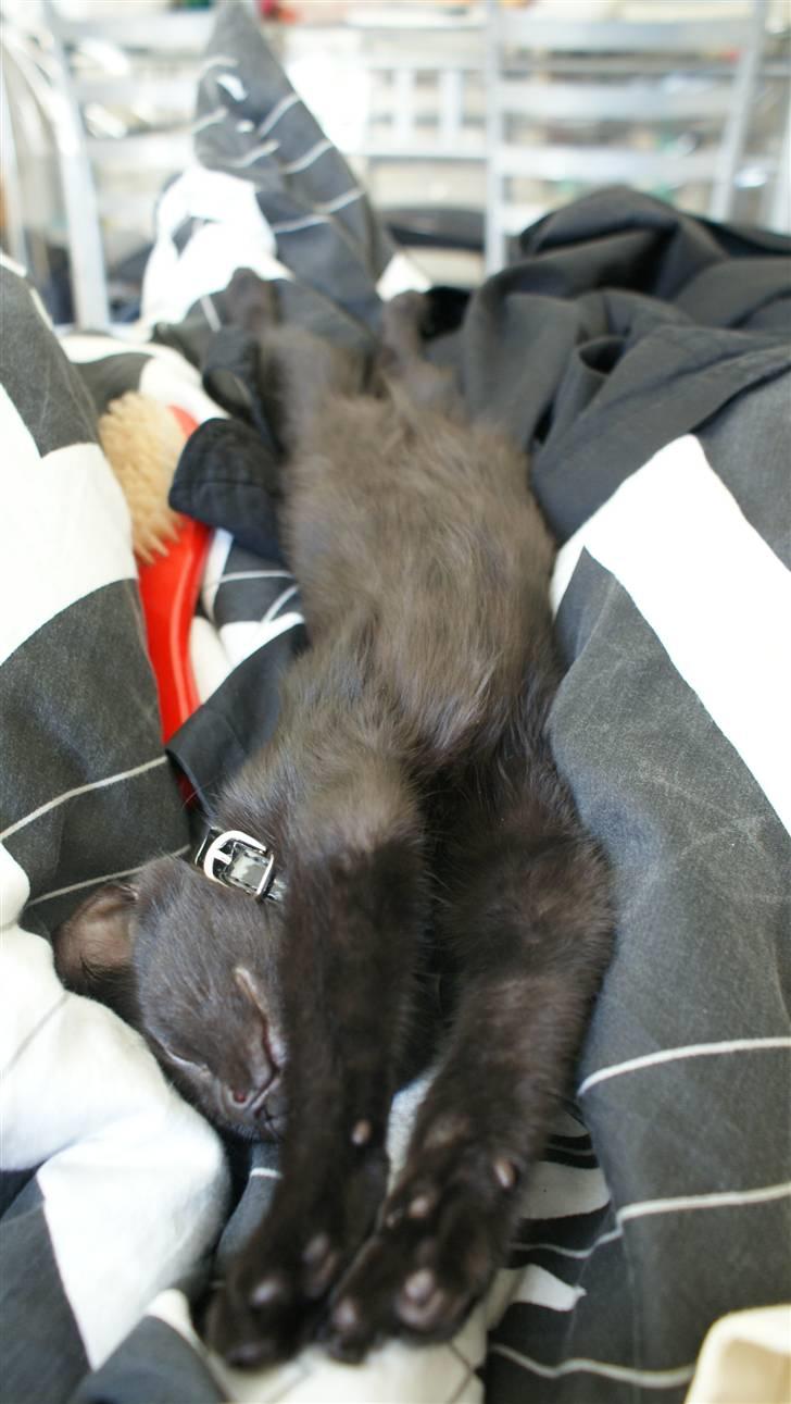 Blanding af racer Angle  - Kan man sove bedre hehe.. :P Man kan godt nok se lang ud når man ligger der hehe.. :P billede 19