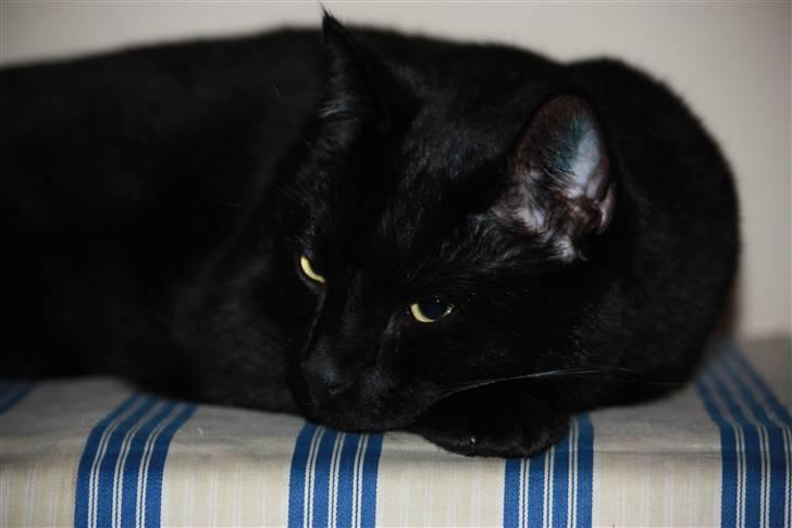 Huskat Svend billede 1