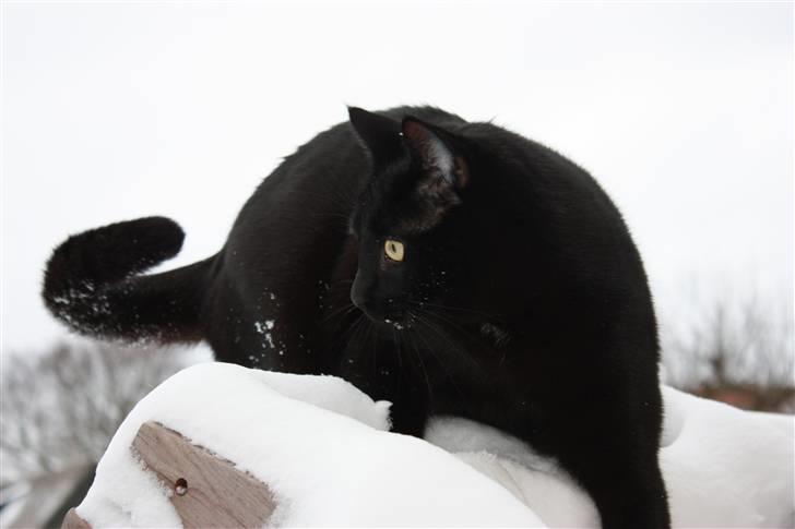 Huskat Svend billede 2