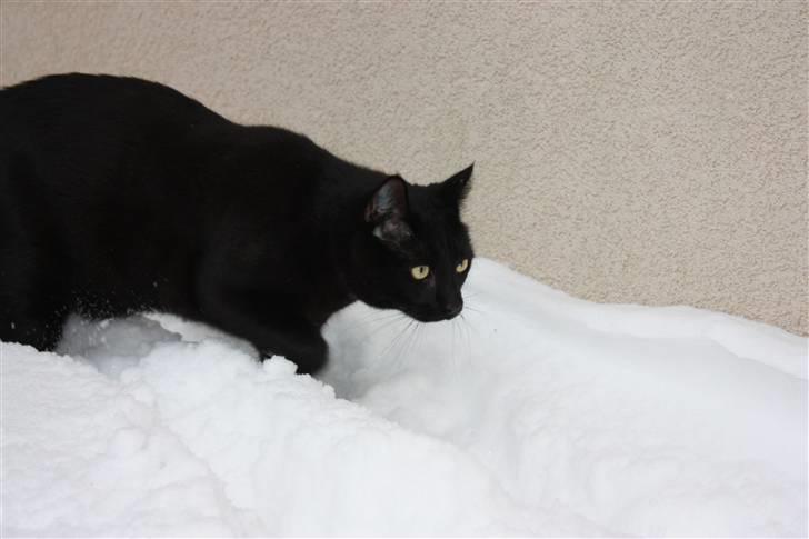 Huskat Svend billede 3