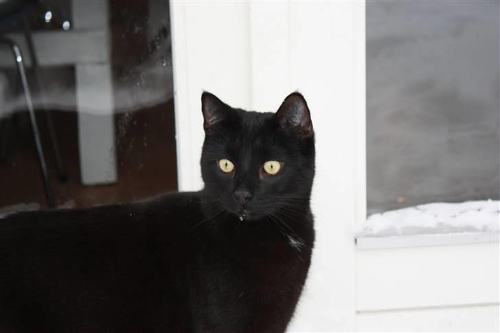 Huskat Svend billede 4