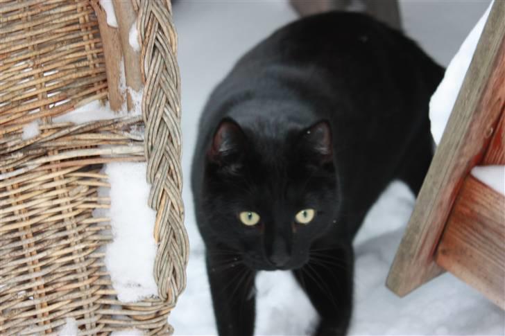 Huskat Svend billede 5