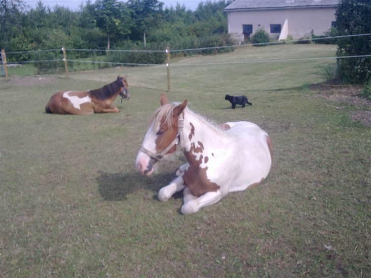 Huskat Tumle billede 9