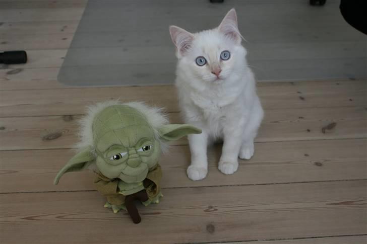 Ragdoll Nynne billede 14