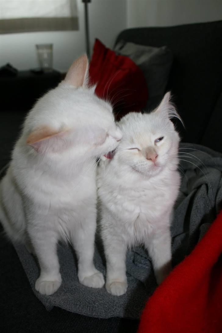 Ragdoll Nynne billede 15