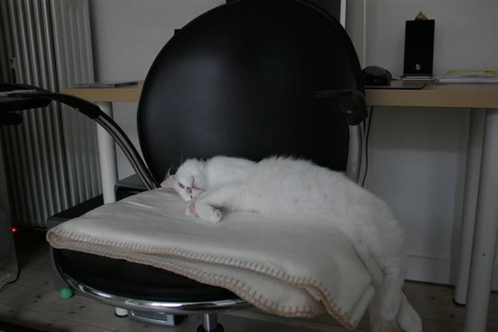 Ragdoll Neo billede 12