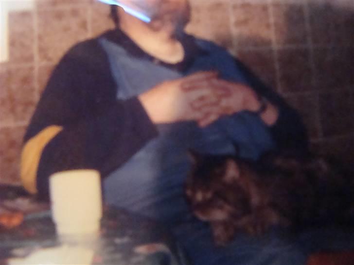 Huskat misse - Junior den flotte perserfar til Misse (og Jon) billede 12