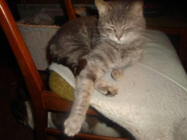 Huskat misse - Misse...en sand livsnyder...mæt...varm....tør...hun lever livet, den Misse...bare dejlig. billede 13