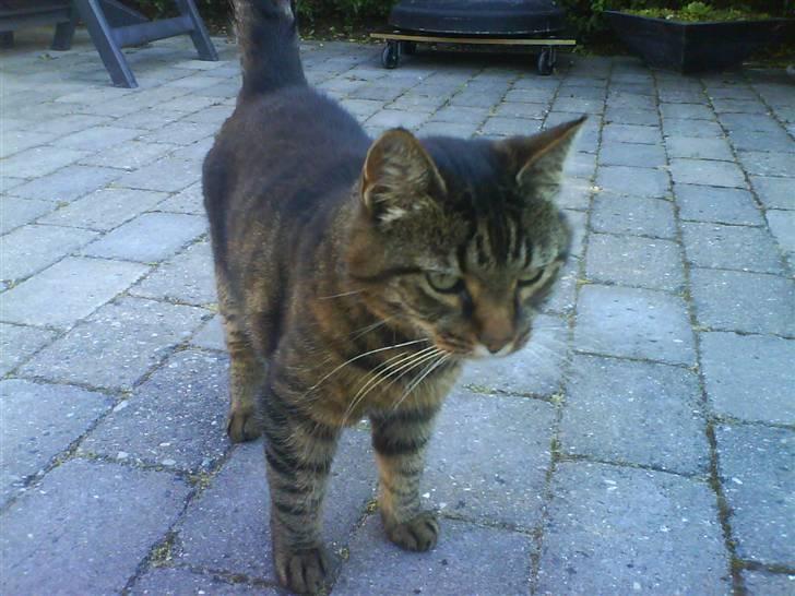 Huskat Sille R.I.P 2001-2011 billede 7