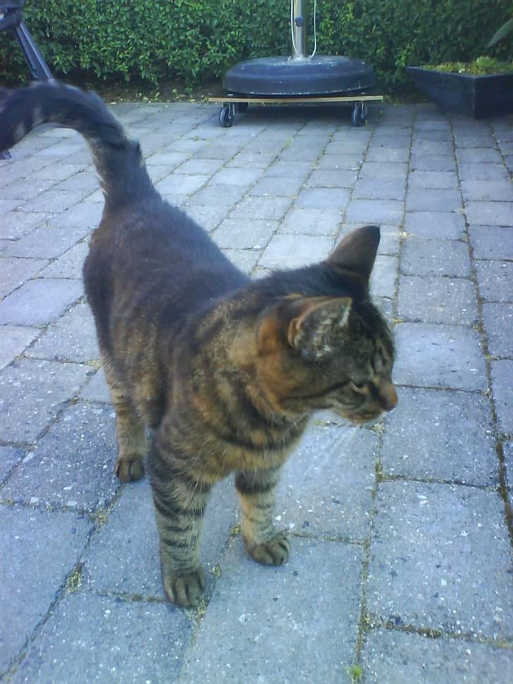 Huskat Sille R.I.P 2001-2011 billede 8