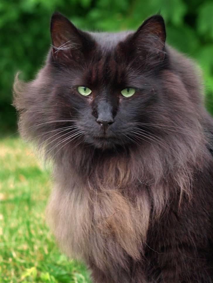 Norsk Skovkat DK Kaunas Dusty - Nyeste sommerbillede.. :) 22.07.10 billede 18