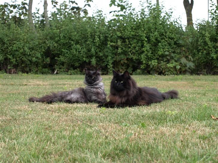 Norsk Skovkat DK Kaunas Dusty - Nyder vejret med lillesøster Soffy... 22.07.10 billede 19