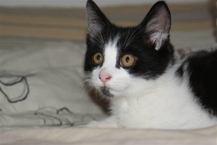 Blanding af racer Magnus (Shitface) billede 6