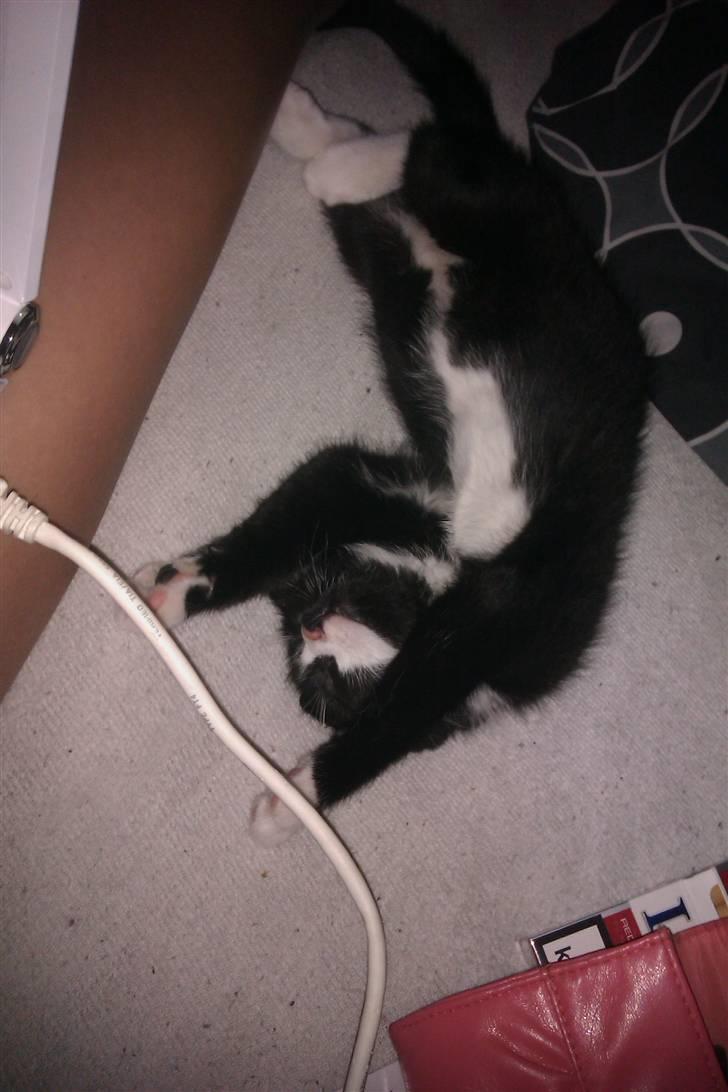 Blanding af racer Blobber  billede 11