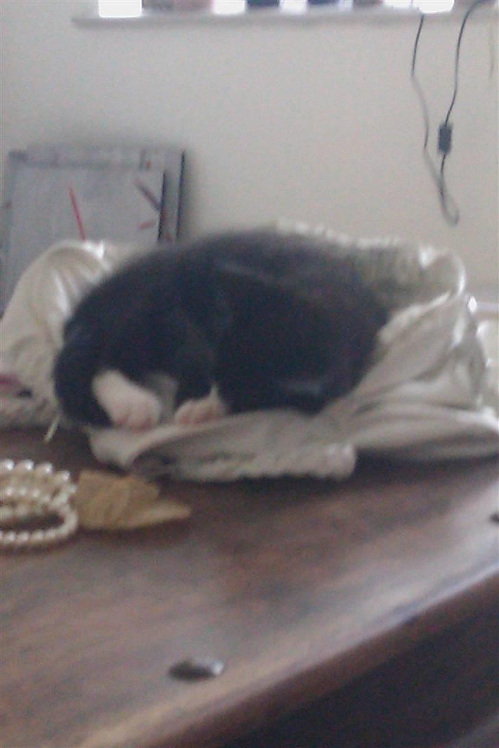 Blanding af racer Blobber  billede 19