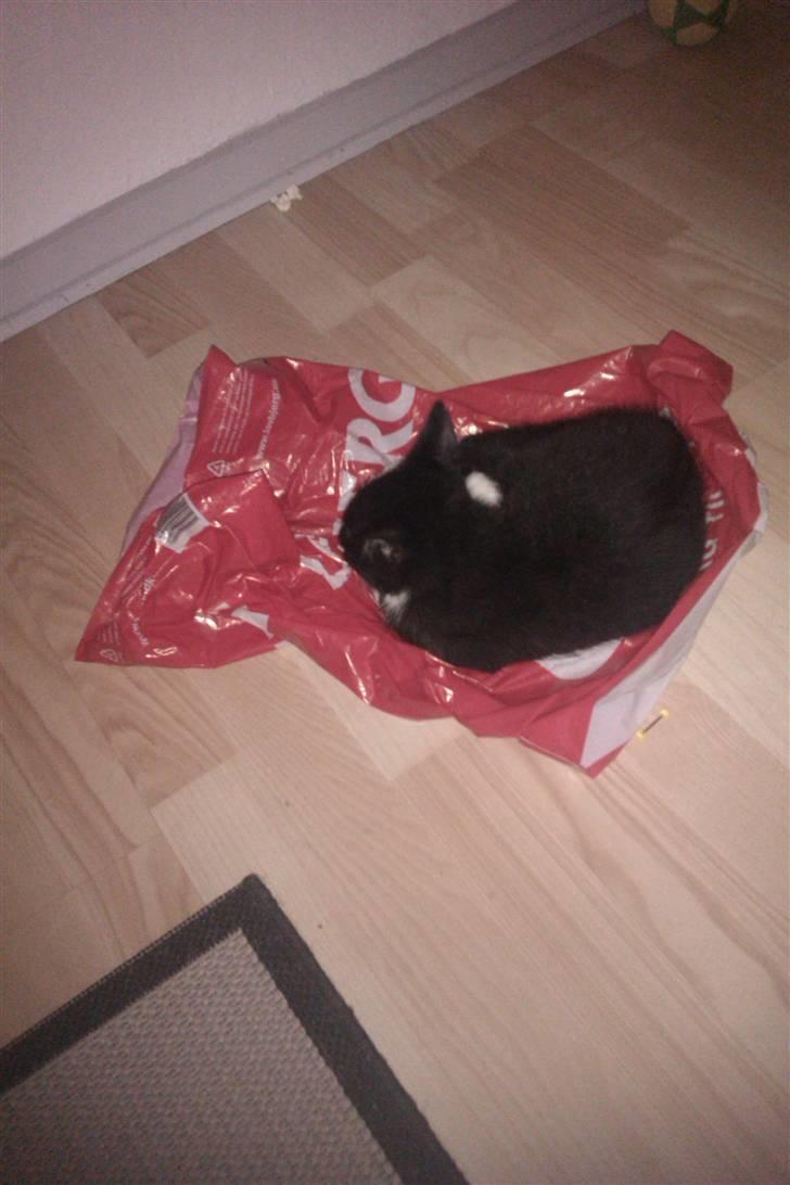 Blanding af racer Blobber  billede 13