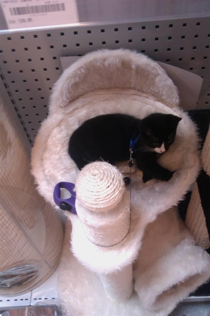 Blanding af racer Blobber  billede 14