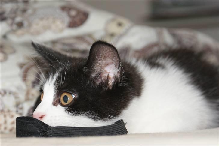 Blanding af racer Magnus (Shitface) - Må fange dig! billede 7