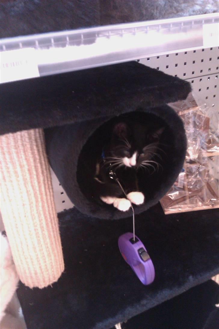 Blanding af racer Blobber  billede 15