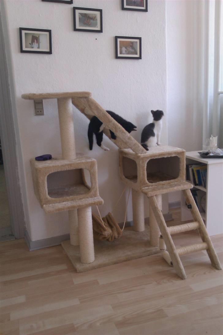 Blanding af racer Blobber  billede 16