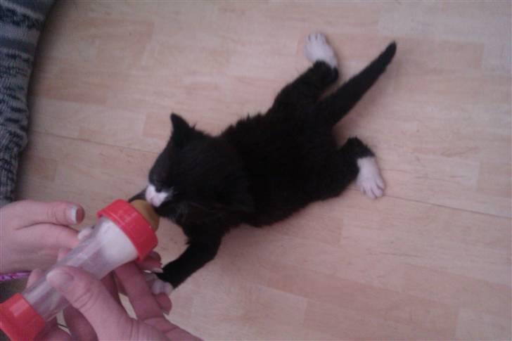 Blanding af racer Blobber  billede 2