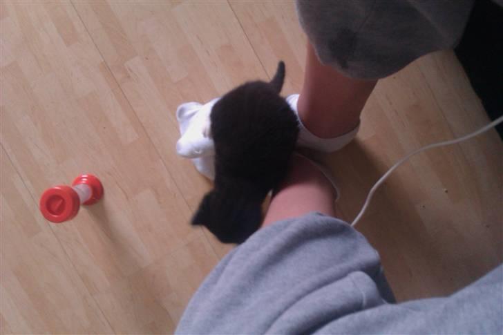 Blanding af racer Blobber  billede 3