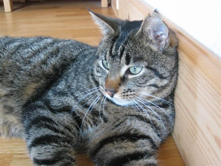 Huskat Silver billede 1