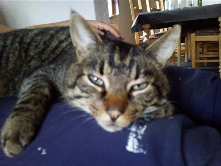 Huskat Silver billede 2