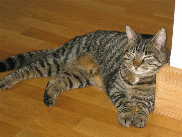 Huskat Silver billede 3