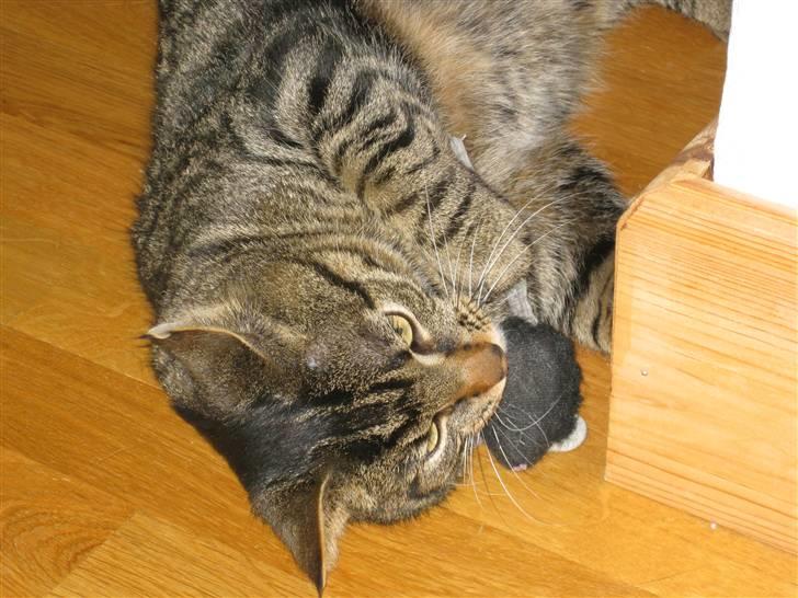 Huskat Silver billede 4