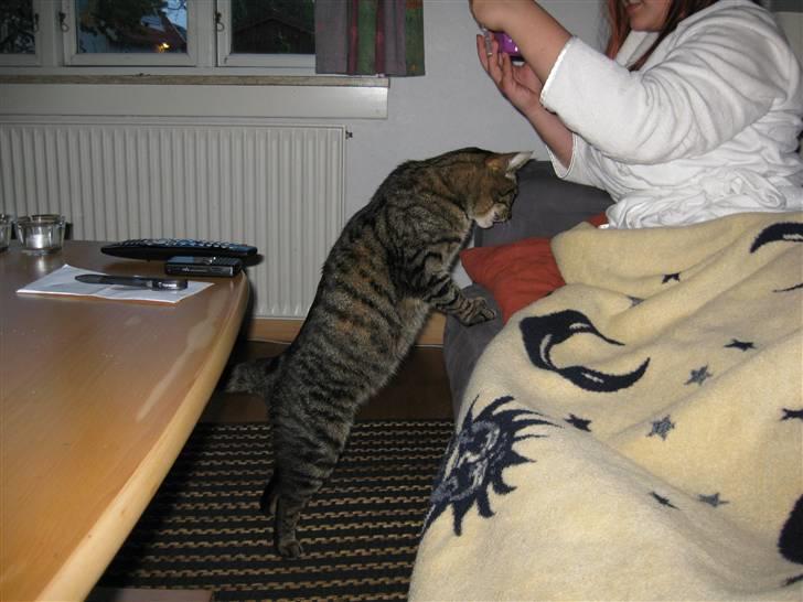 Huskat Silver billede 5