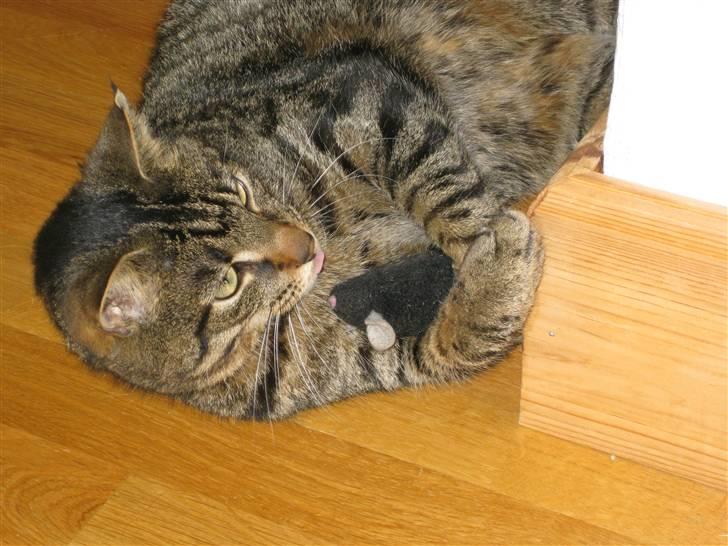 Huskat Silver billede 6