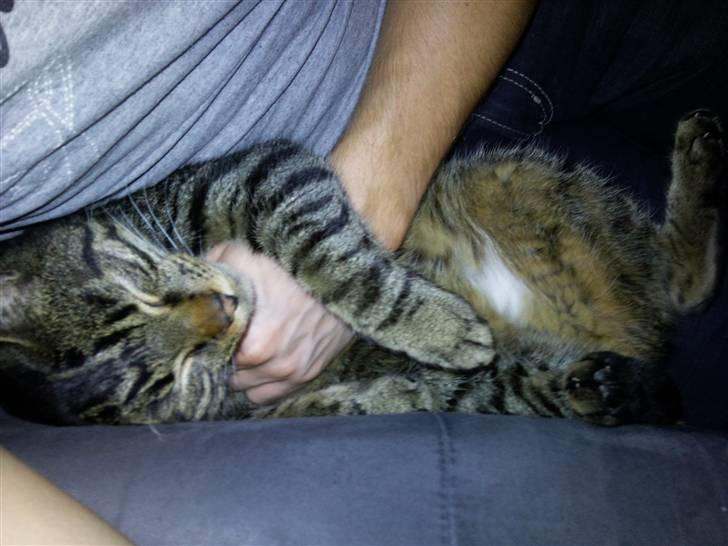 Huskat Silver billede 7