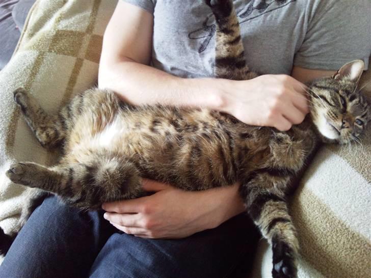 Huskat Silver billede 8