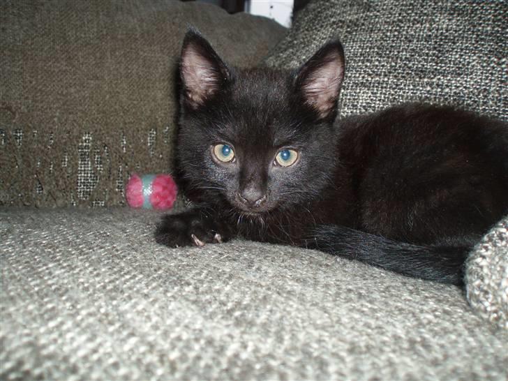 Blanding af racer Loui billede 2