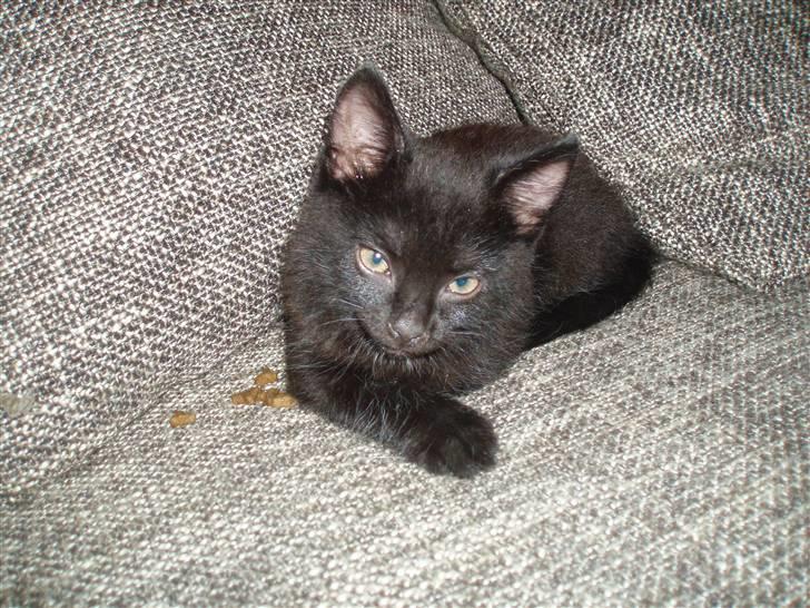 Blanding af racer Loui billede 3