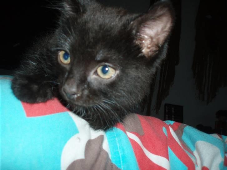 Blanding af racer Loui billede 4