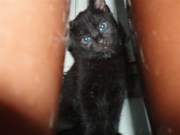 Blanding af racer Loui billede 5